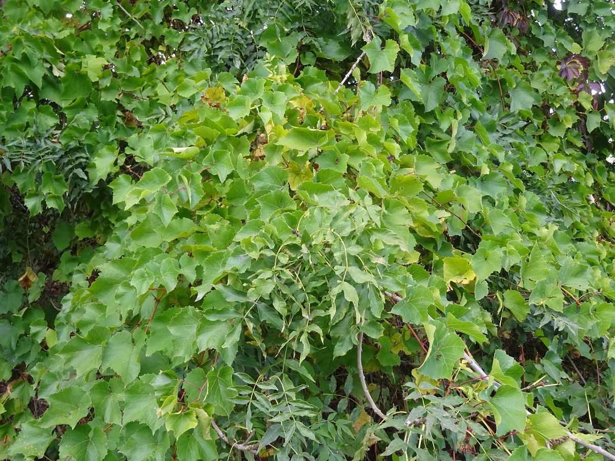 Vitis riparia x V. rupestris (Vitaceae)